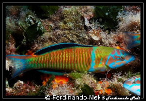 A very fast fish (male of Thalassoma pavo). 1/125 f16 man... by Ferdinando Meli 
